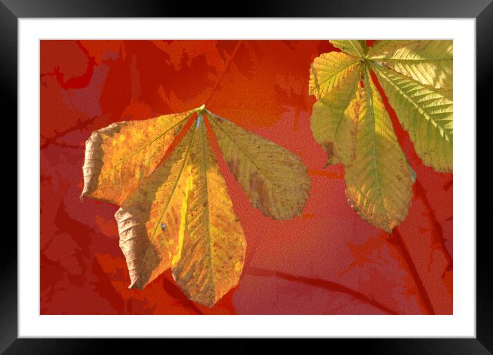 Fascinating colors in the forests of the Danube me Framed Mounted Print by liviu iordache