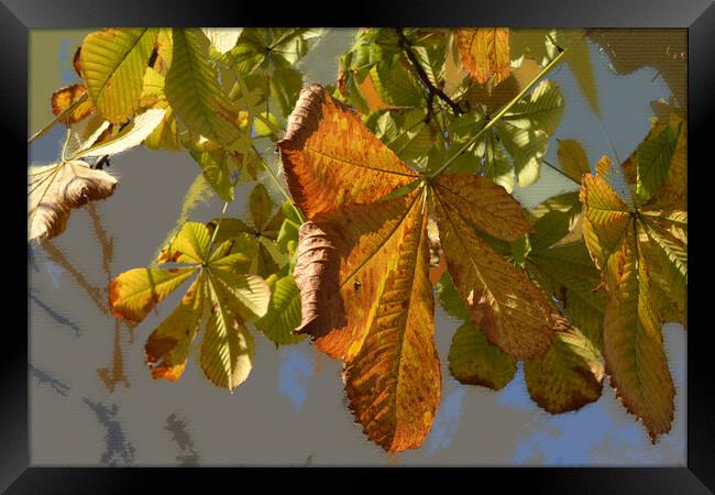 Fascinating colors in the forests of the Danube me Framed Print by liviu iordache