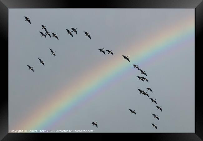 Geese and rainbow, Dee Estuary Framed Print by Robert Thrift