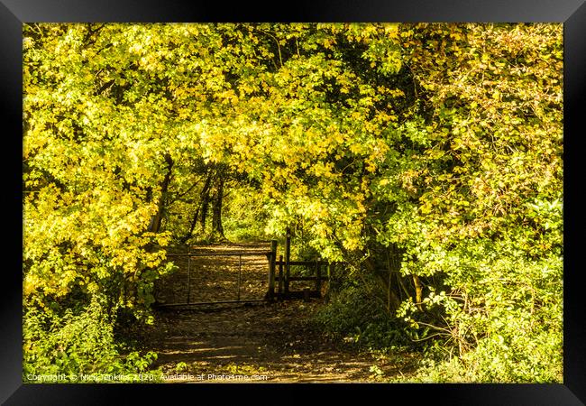 An Autumnal Arch into a wide pathway woodland Framed Print by Nick Jenkins