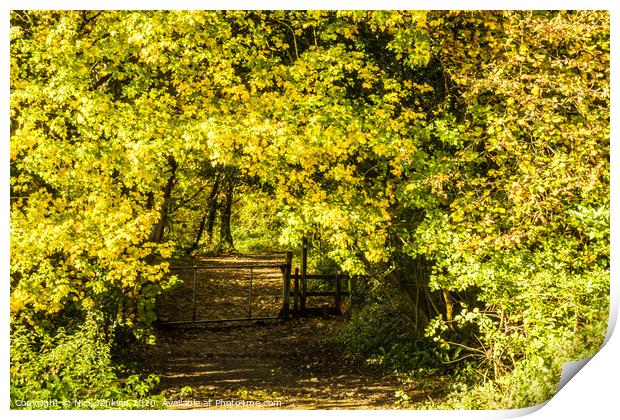 An Autumnal Arch into a wide pathway woodland Print by Nick Jenkins