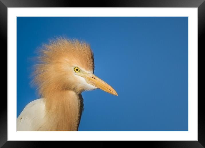 Keep your Heron Framed Mounted Print by Pete Evans