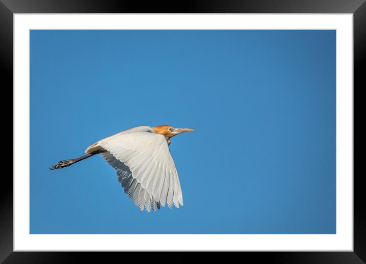 Flight of the Egret Framed Mounted Print by Pete Evans