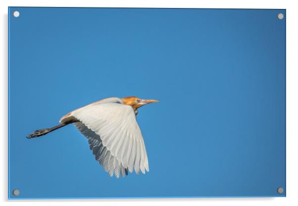 Flight of the Egret Acrylic by Pete Evans