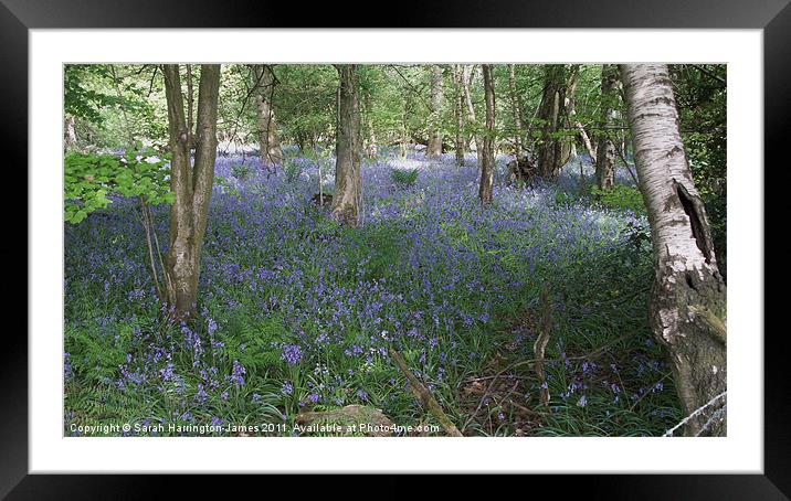 Ancient bluebell woodland Framed Mounted Print by Sarah Harrington-James