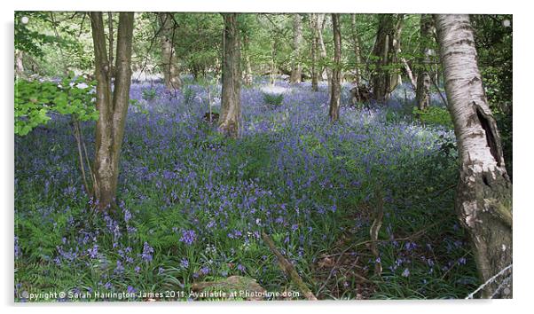 Ancient bluebell woodland Acrylic by Sarah Harrington-James
