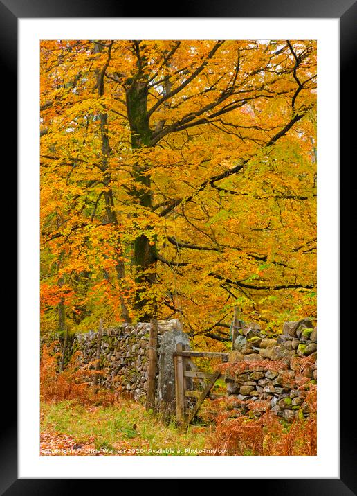 Autumn colour Framed Mounted Print by Chris Warren