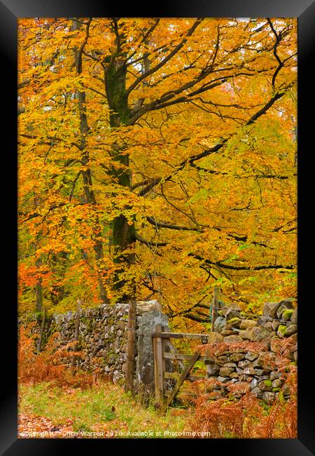Autumn colour Framed Print by Chris Warren