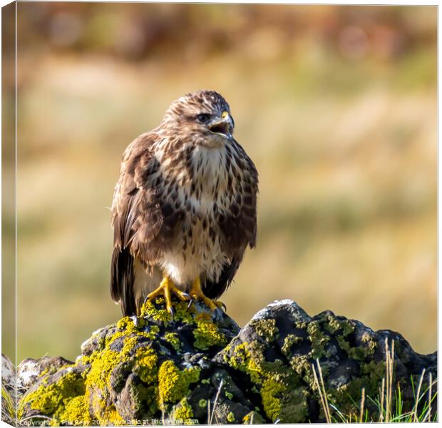 Common Buzzard Canvas Print by Phil Reay