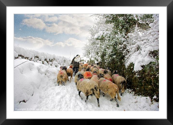 Bringing in the flock, Yorkshire Dales. Framed Mounted Print by Chris North
