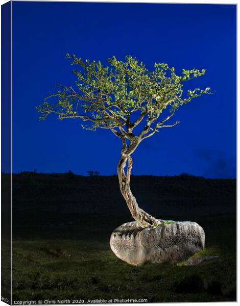 Erratic boulder and tree. Canvas Print by Chris North