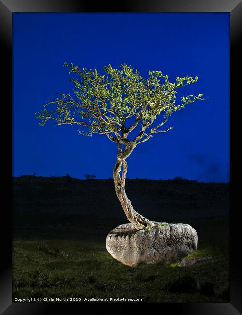 Erratic boulder and tree. Framed Print by Chris North