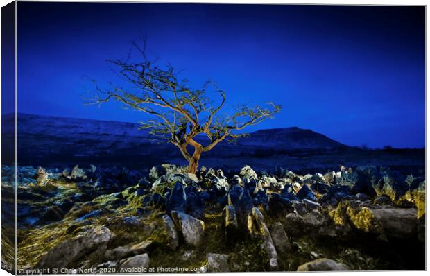 Tree and limestone pavement. Canvas Print by Chris North