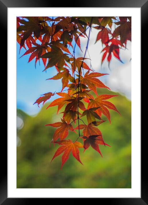 Acer  Framed Mounted Print by Tony Brooks