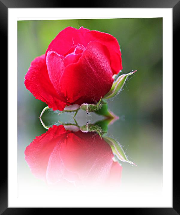 Rose Reflection Framed Mounted Print by kelly Draper