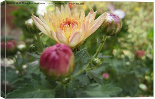 Plant flower Canvas Print by Ali asghar Mazinanian