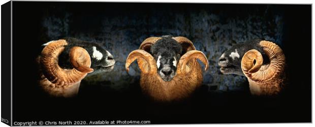Dales Breed Ram. Triptych. Canvas Print by Chris North