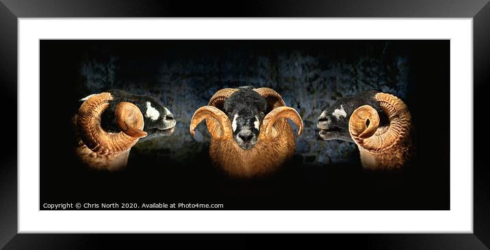 Dales Breed Ram. Triptych. Framed Mounted Print by Chris North