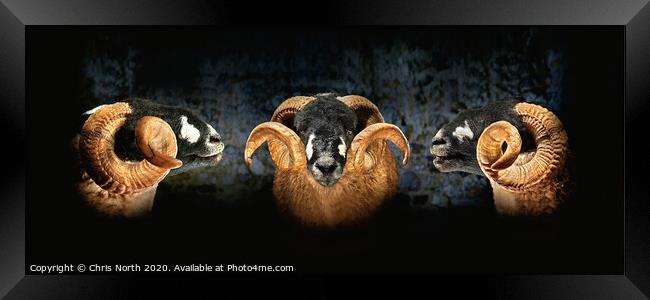 Dales Breed Ram. Triptych. Framed Print by Chris North