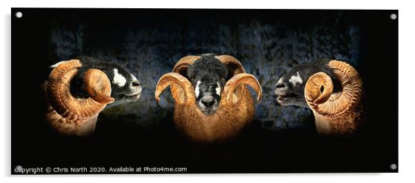 Dales Breed Ram. Triptych. Acrylic by Chris North