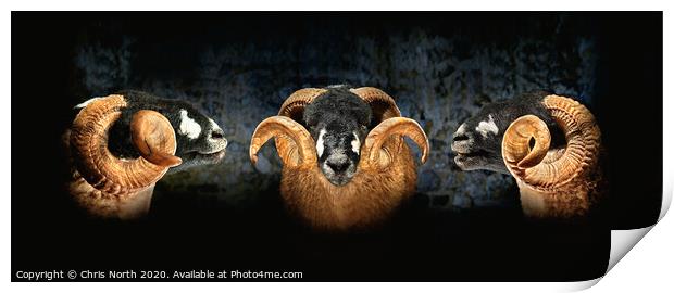 Dales Breed Ram. Triptych. Print by Chris North