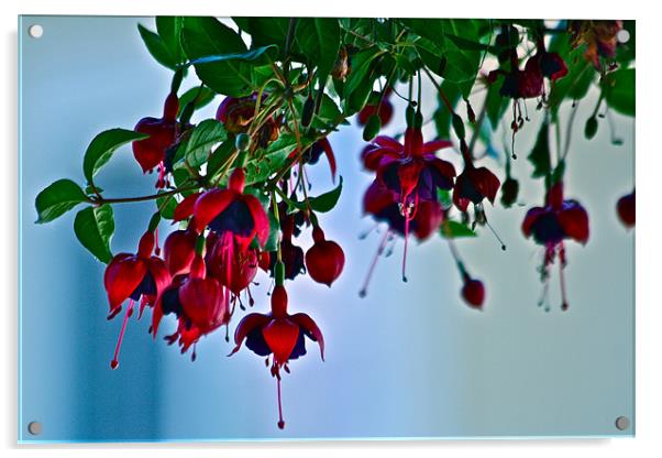 Red Fuschias Acrylic by Irina Walker