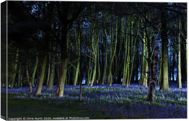 Bluebells of Bolton Abbey woods Canvas Print by Chris North