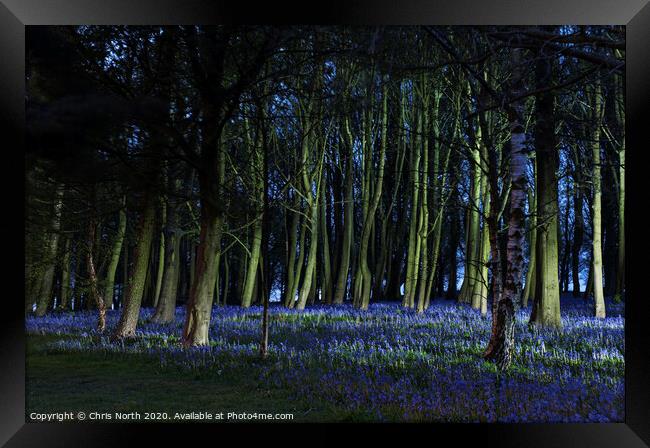 Bluebells of Bolton Abbey woods Framed Print by Chris North