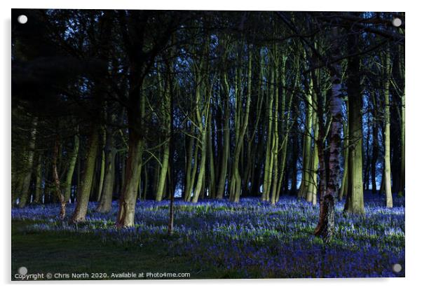 Bluebells of Bolton Abbey woods Acrylic by Chris North