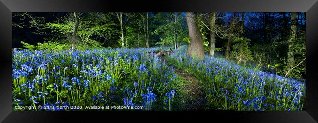 Bluebells of Middleton woods, Ilkley. Framed Print by Chris North