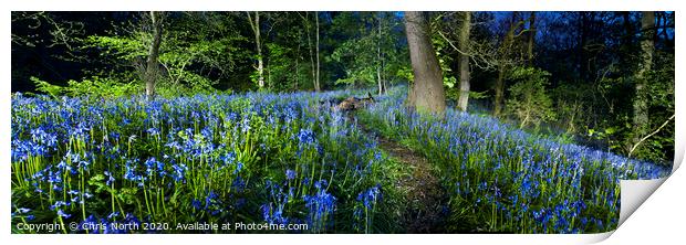 Bluebells of Middleton woods, Ilkley. Print by Chris North