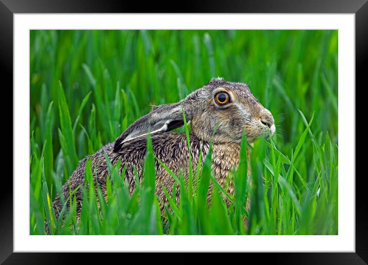 European Brown Hare Framed Mounted Print by Arterra 