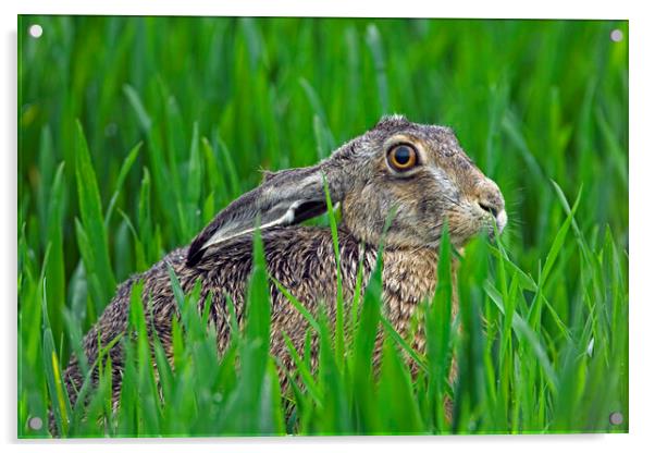 European Brown Hare Acrylic by Arterra 