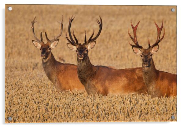 Three Red Deer Stags in Wheat Field Acrylic by Arterra 