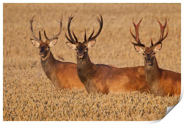 Three Red Deer Stags in Wheat Field Print by Arterra 