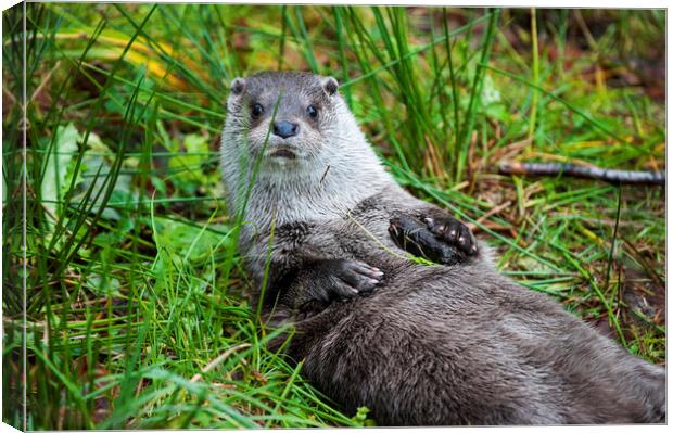 River Otter - Lutra lutra Canvas Print by Arterra 