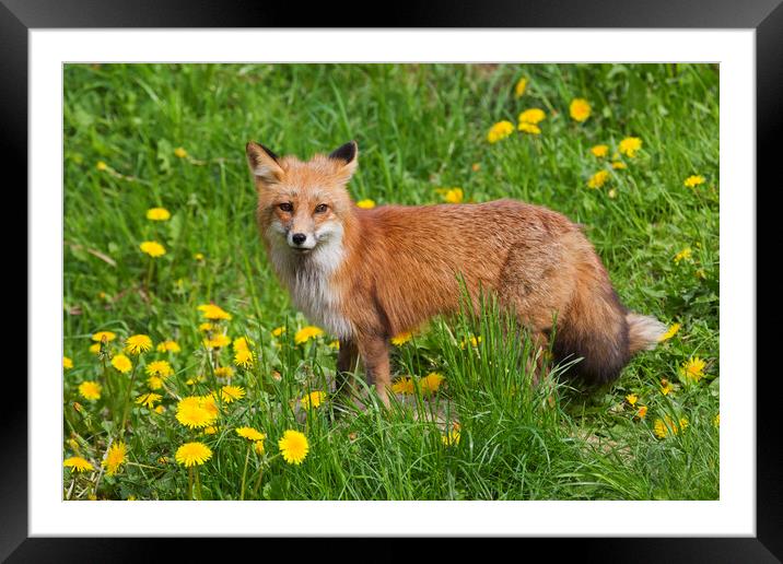 Red Fox in Meadow with Wildflowers Framed Mounted Print by Arterra 