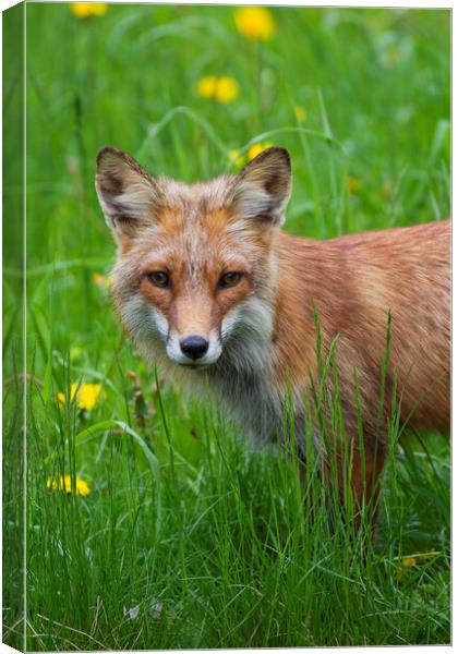 Red Fox in Meadow Canvas Print by Arterra 