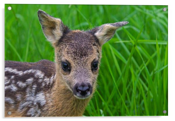 Baby Roe Deer Acrylic by Arterra 