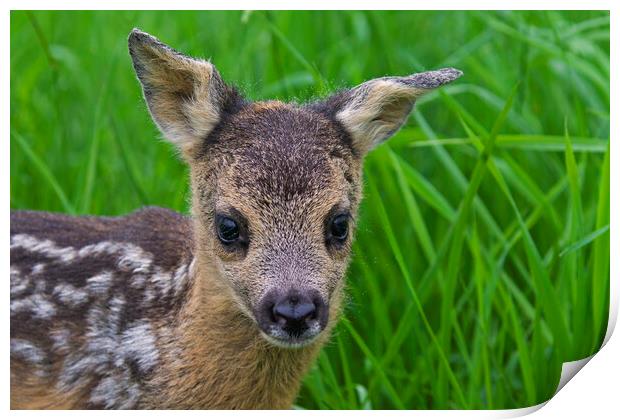 Baby Roe Deer Print by Arterra 