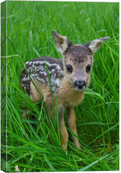 Baby Roe Deer in Meadow Canvas Print by Arterra 