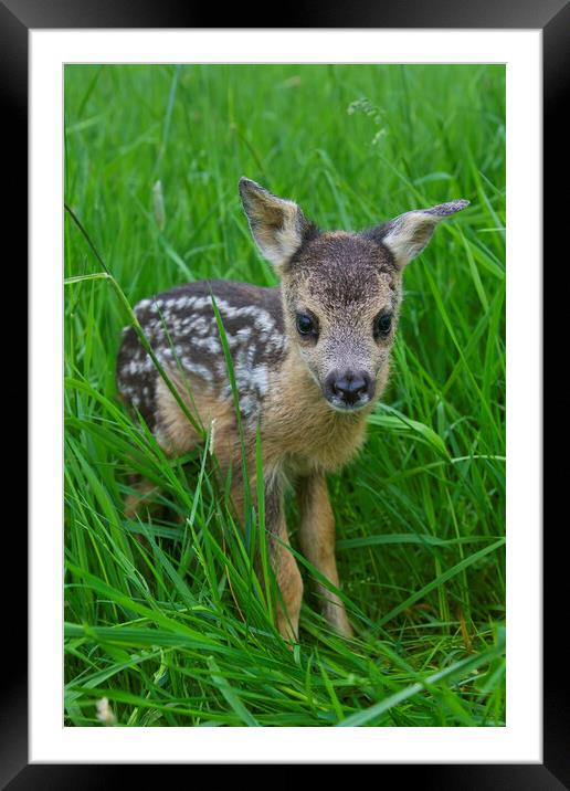 Baby Roe Deer in Meadow Framed Mounted Print by Arterra 