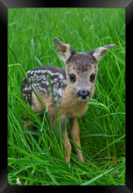 Baby Roe Deer in Meadow Framed Print by Arterra 