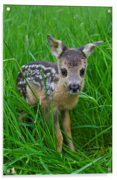 Baby Roe Deer in Meadow Acrylic by Arterra 