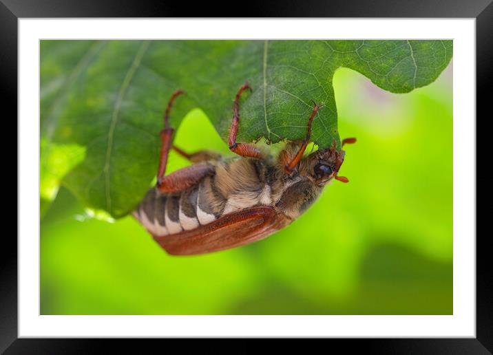 Common Cockchafer  Framed Mounted Print by Arterra 