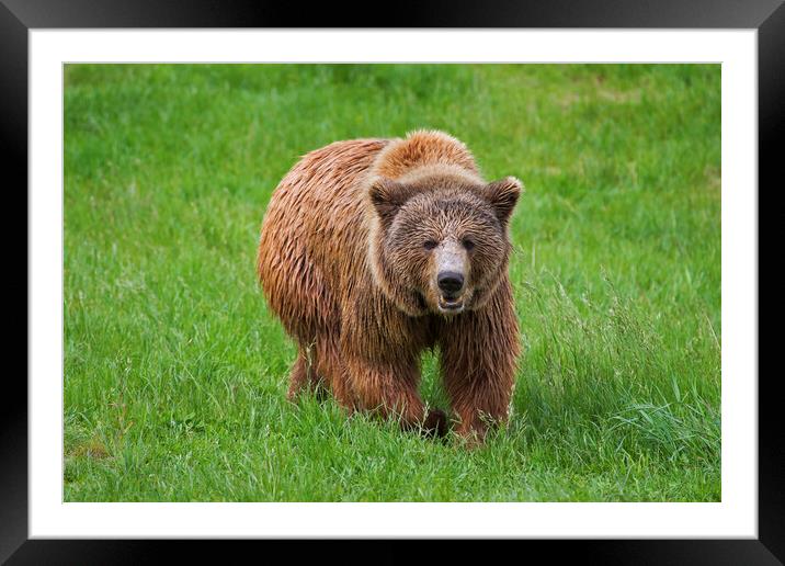 Brown Bear in Grassland Framed Mounted Print by Arterra 