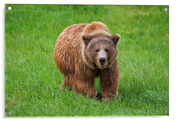 Brown Bear in Grassland Acrylic by Arterra 