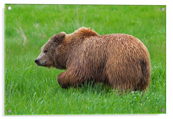 Big Brown Bear Acrylic by Arterra 