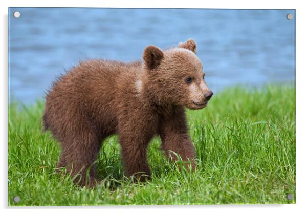 Brown Bear Cub on Riverbank Acrylic by Arterra 
