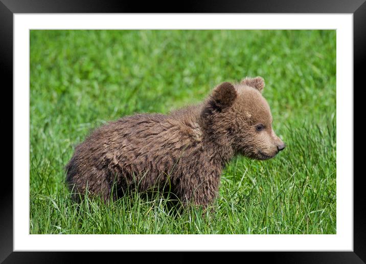Cute Brown Bear Cub in Meadow Framed Mounted Print by Arterra 